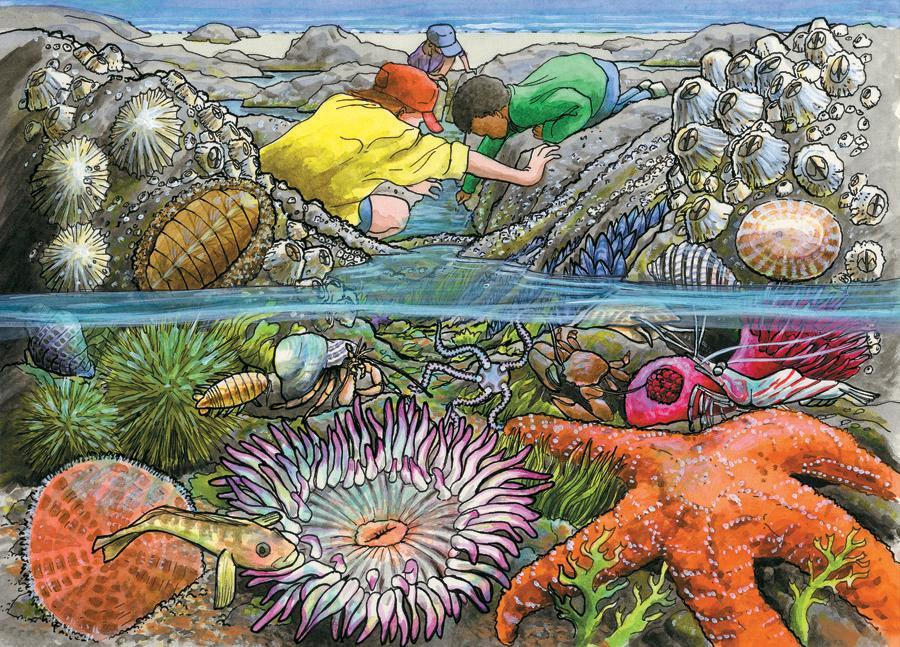 Exploring the Seashore, 35pc