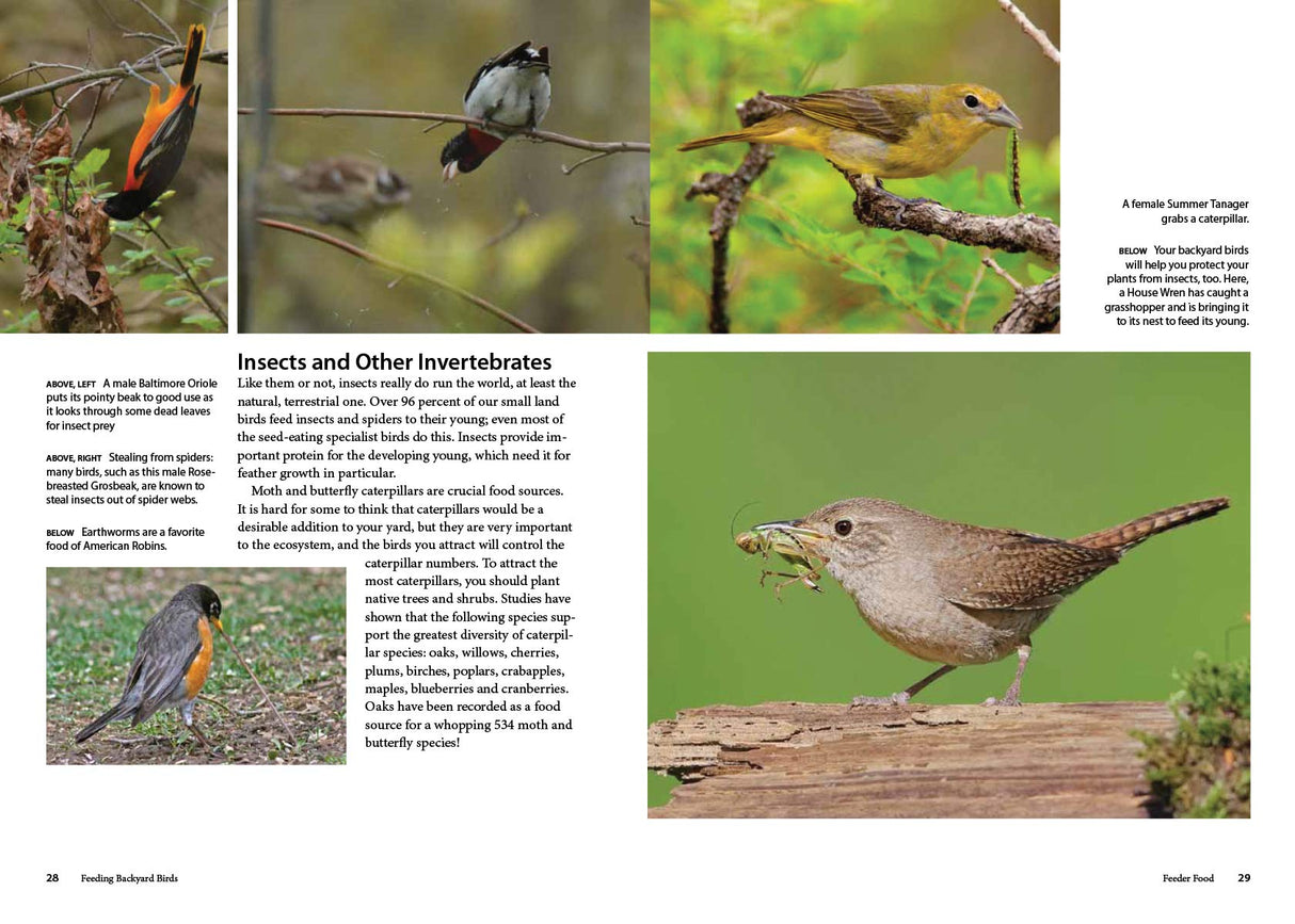 Feed the Birds: Attract and Identify 196 Common North American Birds