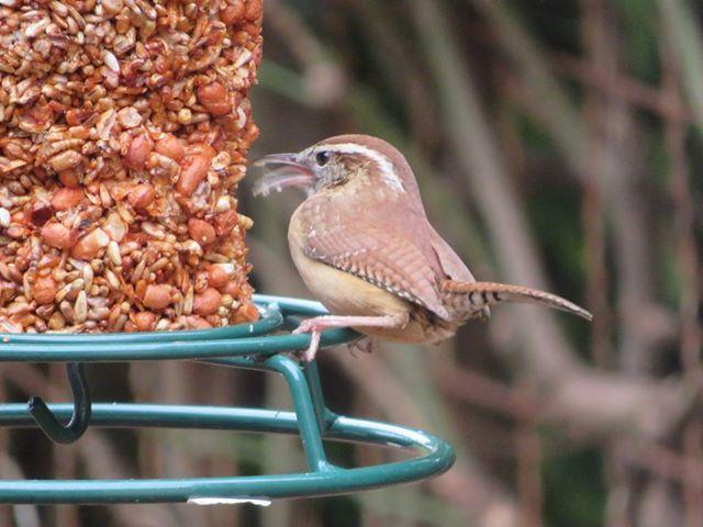Flaming Hot Feast Cylinder
