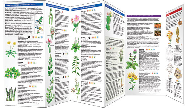 Foraging For Wild Edible Foods
