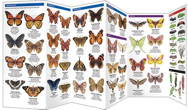 Great Lakes Butterflies & Moths