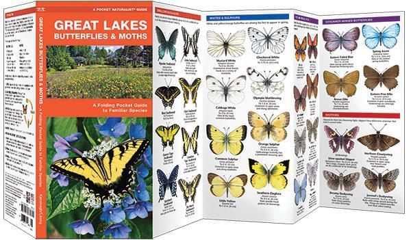 Great Lakes Butterflies & Moths
