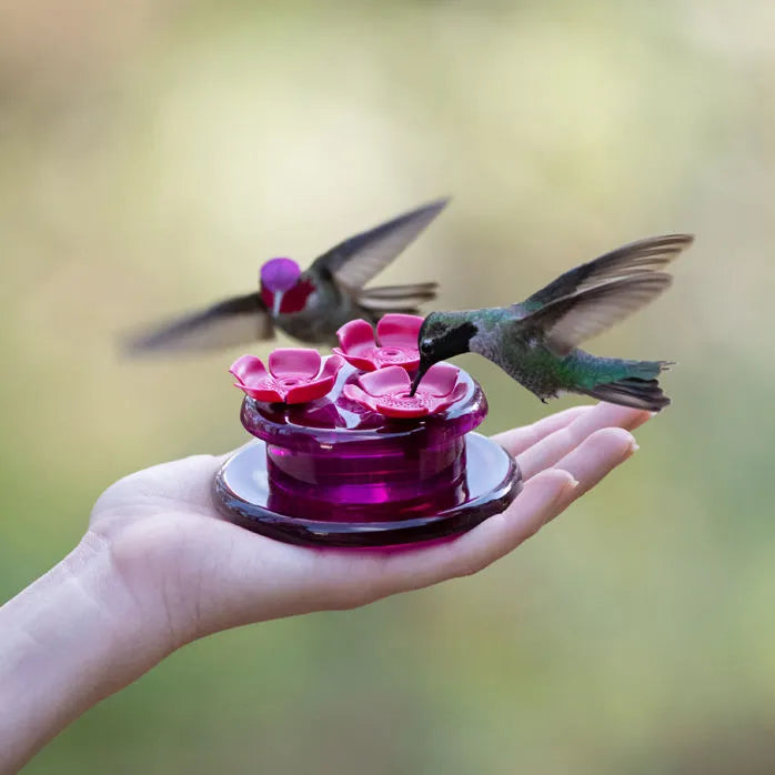 Handheld & Tabletop Hummingbird Feeder