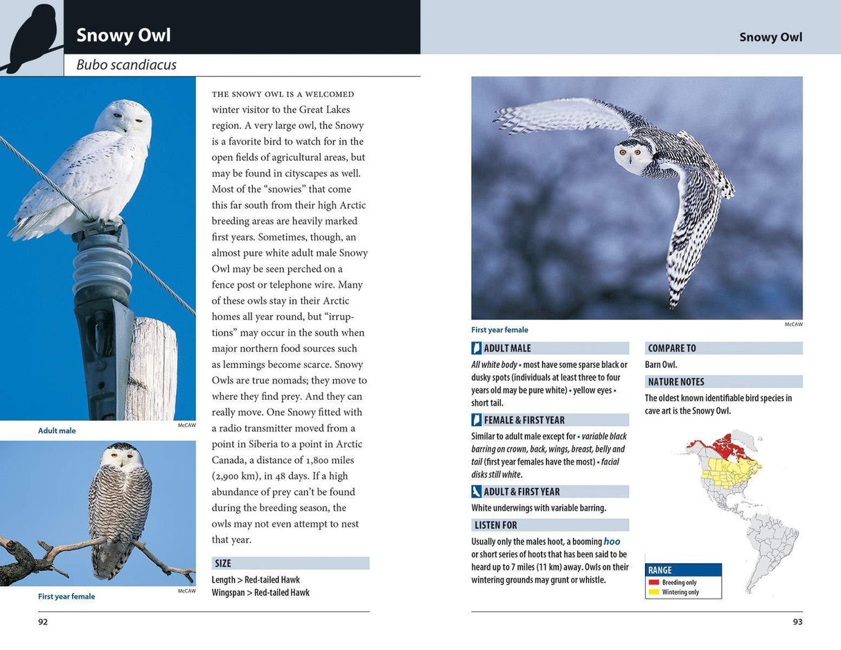 Hawks and Owls of Eastern North America