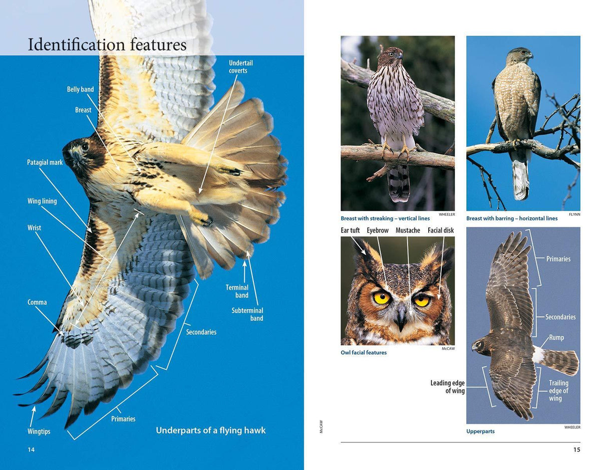 Hawks and Owls of Eastern North America