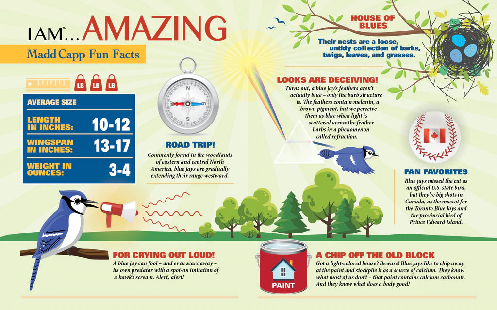 I Am Blue Jay 300pc Puzzle