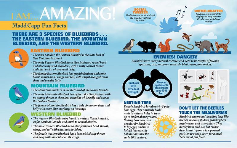 I Am Bluebird 300pc Puzzle