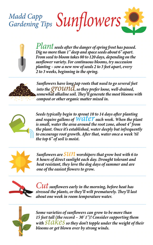 I Am Sunflower Puzzle 350pc