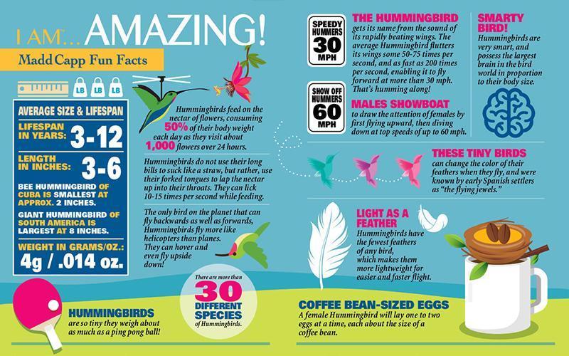 I Am Hummingbird 300pc Puzzle