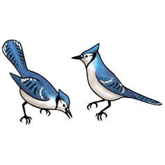 Eco Friendly Blue Jay Earrings