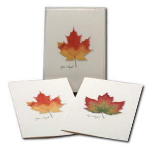 Maple Leaf Assortment Boxed Notecards