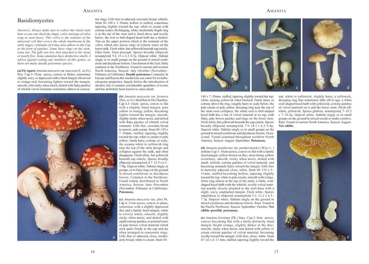 Mushrooms and Other Fungi of North America