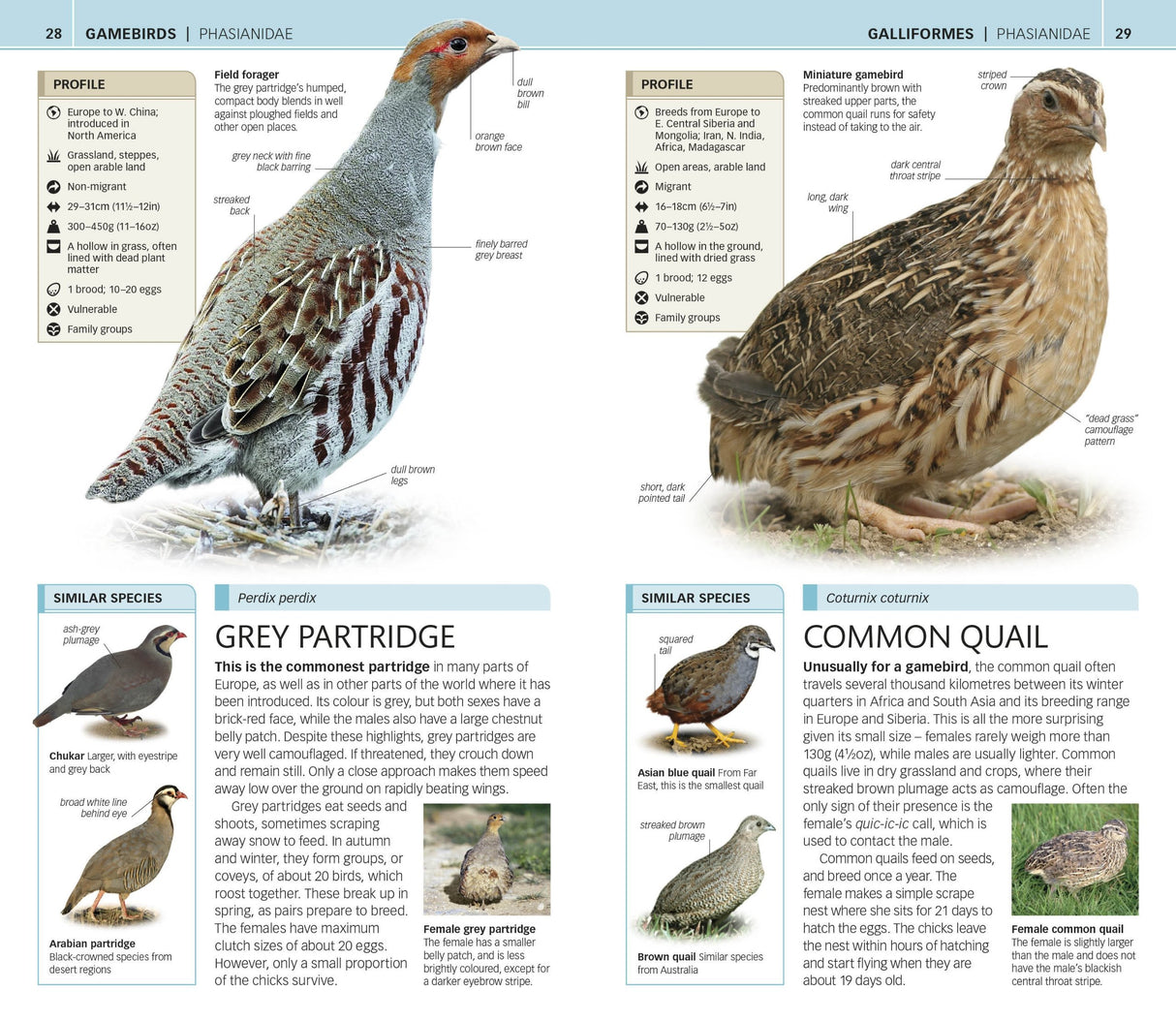 Nature Guide, Birds, The World in Your Hands