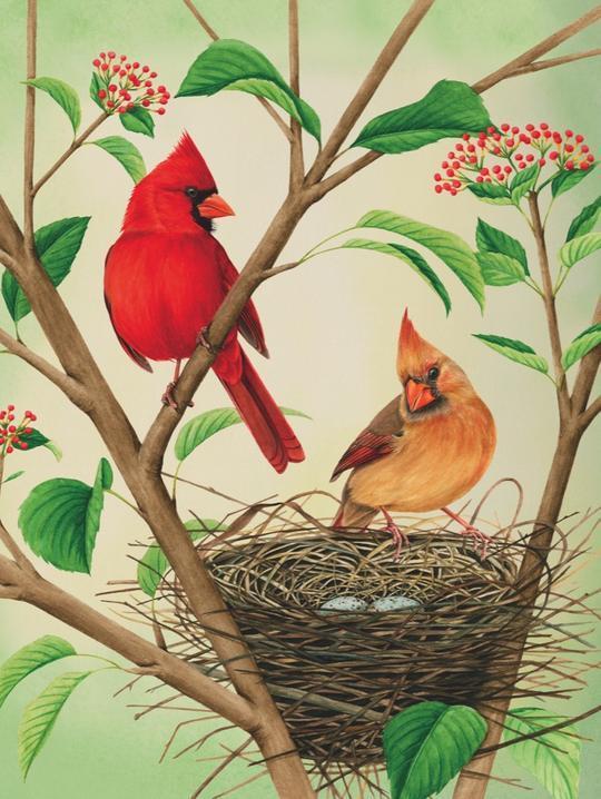Northern Cardinals 500 Piece Jigsaw Puzzle