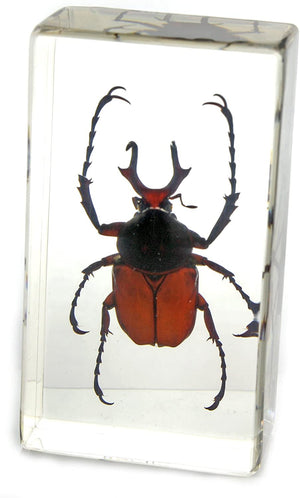 Paperweight Medium Antler Horned Beetle