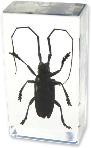 Paperweight Medium Black Longhorn Beetle