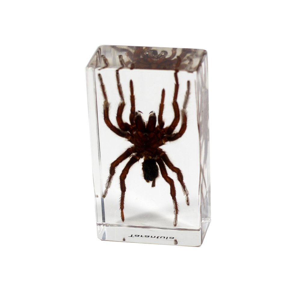 Paperweight Medium Tarantula