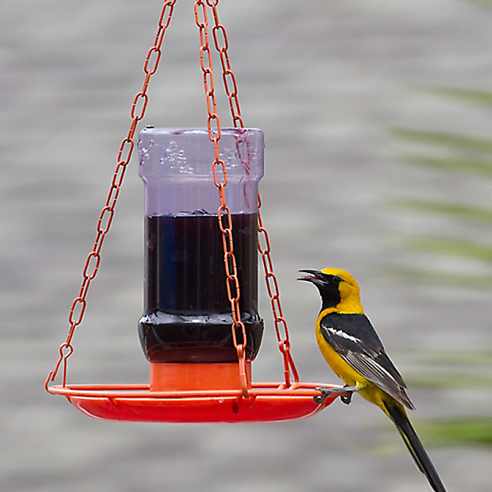 Perky-Pet Oriole Jelly Feeder
