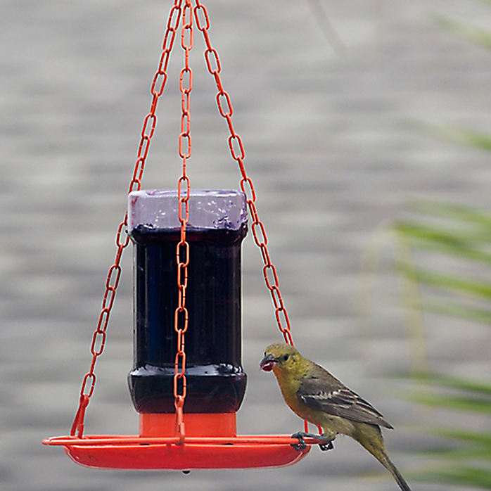 Perky-Pet Oriole Jelly Feeder