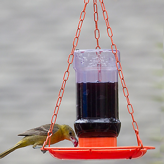 Perky-Pet Oriole Jelly Feeder