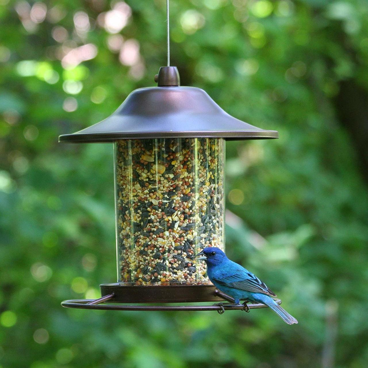 Buy PerkyPet Small Panorama Bird Feeder Online With Canadian Pricing