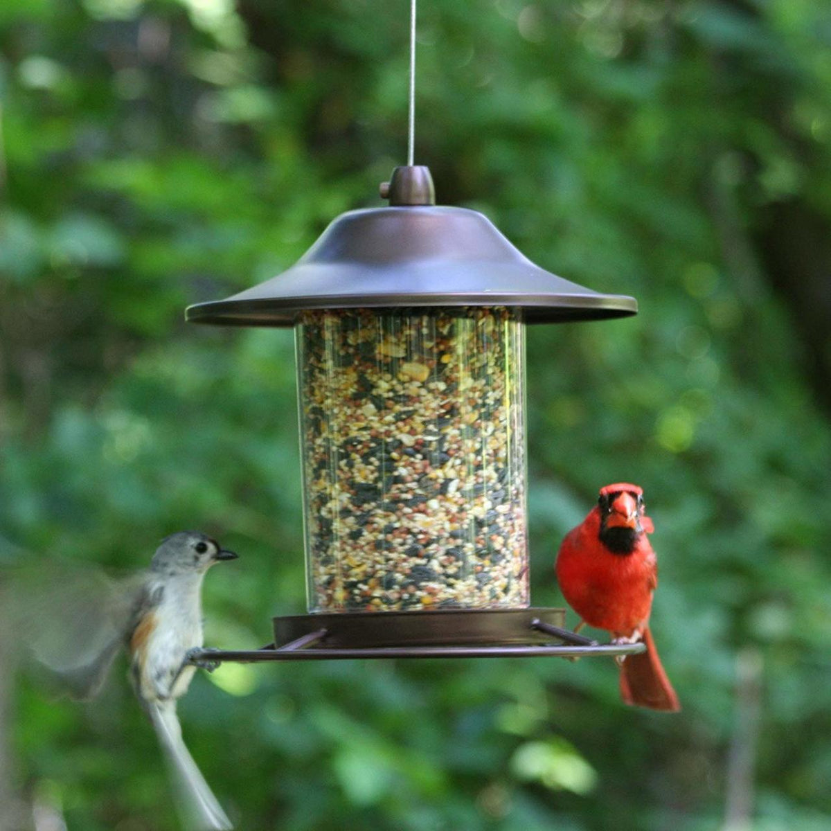 Buy PerkyPet Small Panorama Bird Feeder Online With Canadian Pricing