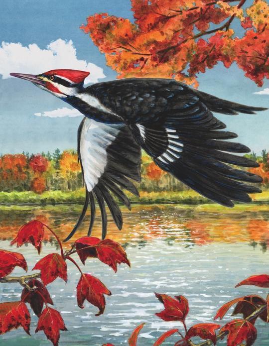 Pileated Woodpecker Mini 100 Piece Jigsaw Puzzle