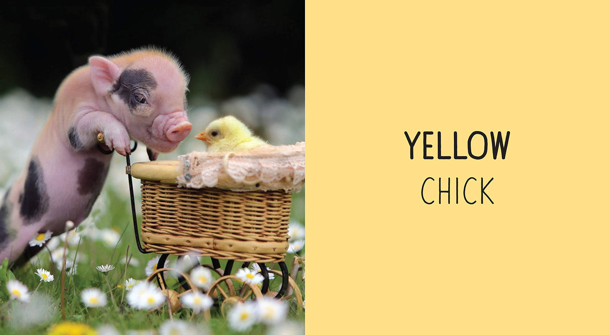 Pocket Piggies Colors!