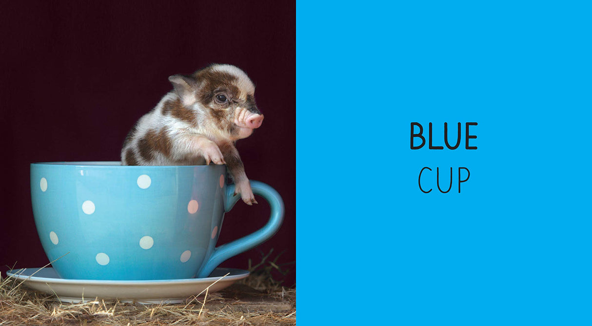 Pocket Piggies Colors!