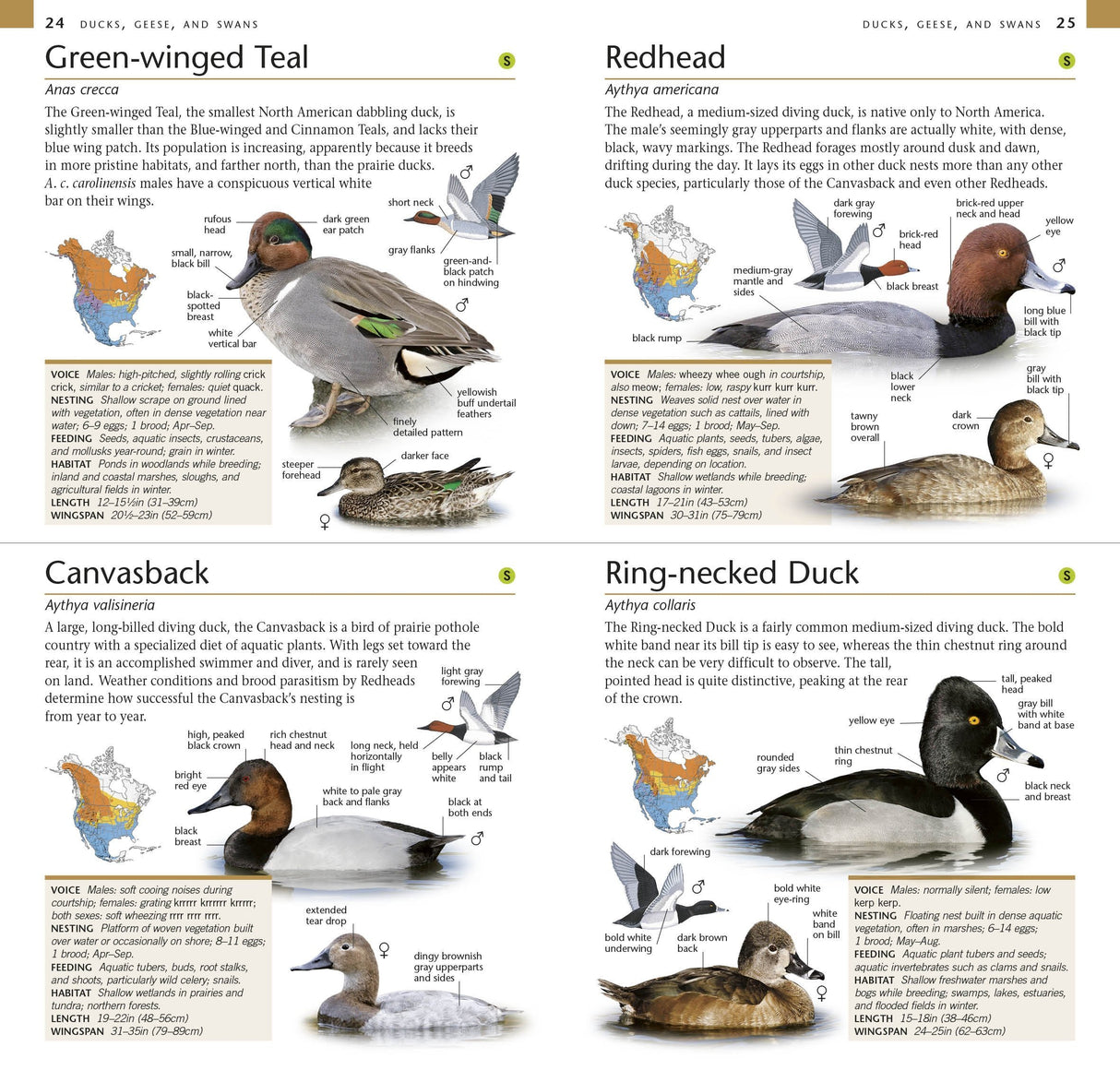Pocket Birds of North America, Eastern Region