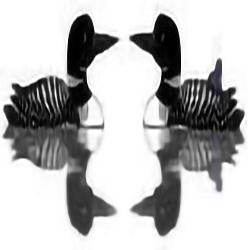 Eco Friendly Common Loon w/Chick Earrings