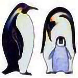 Eco Friendly Emperor Penguin with Chick Earrings