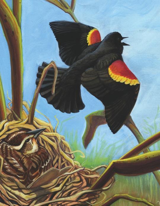 Red-winged Blackbird Mini 100 Piece Jigsaw Puzzle
