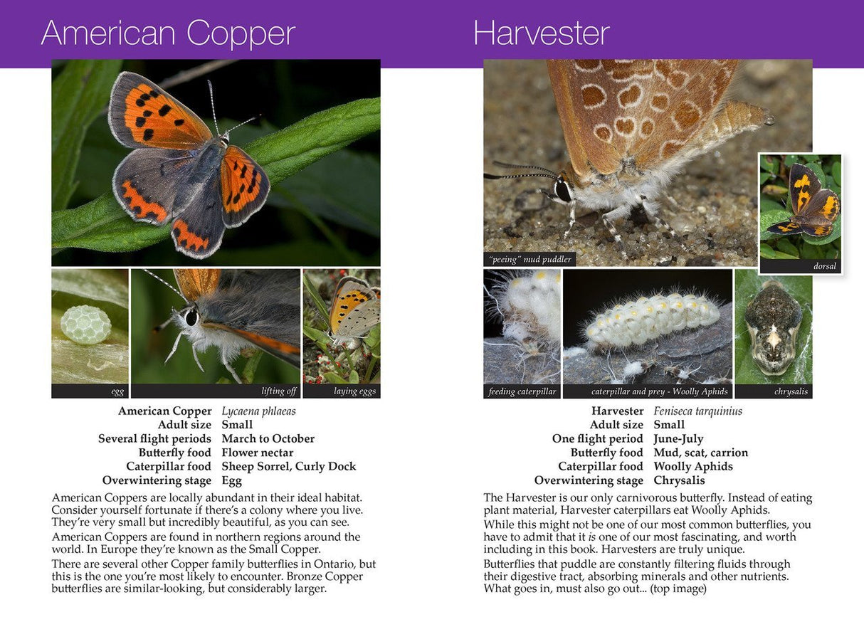 Southern Ontario Butterflies and their Natural History