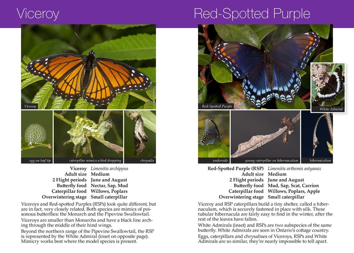 Southern Ontario Butterflies and their Natural History