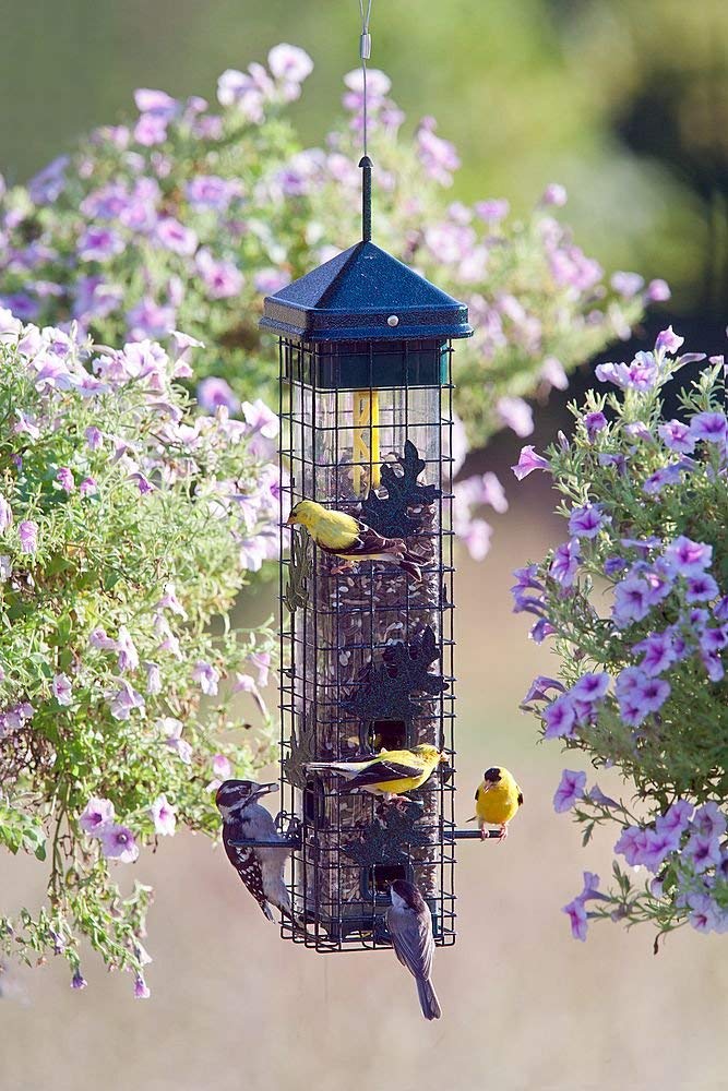 Squirrel Solution200 Wild Bird Feeder