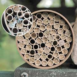 Standard Mason Bee Nest Kit (52 Tubes)