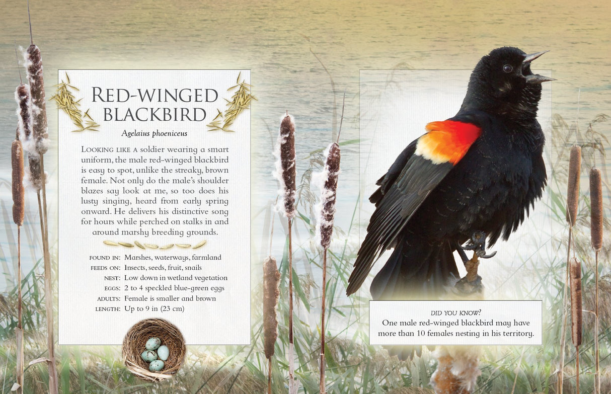 The Little Book of Backyard Bird Songs (Book of the Month)