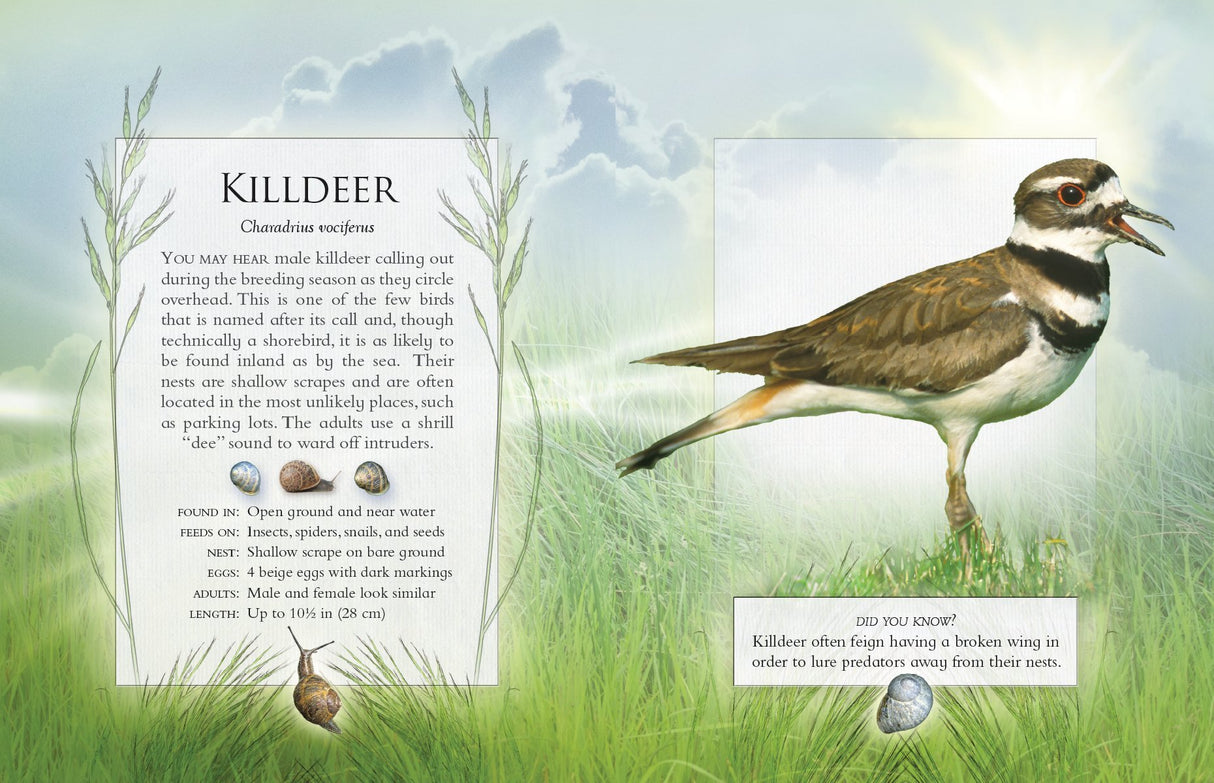 The Little Book of Backyard Bird Songs (Book of the Month)