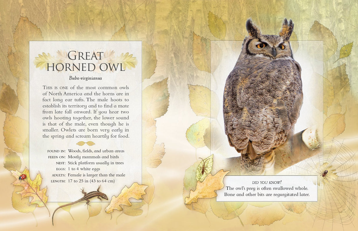 The Little Book of Backyard Bird Songs (Book of the Month)