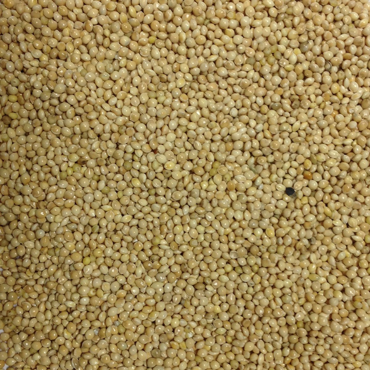 White Millet