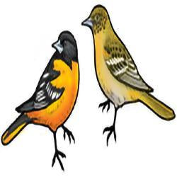 Eco Friendly Baltimore Oriole Earrings