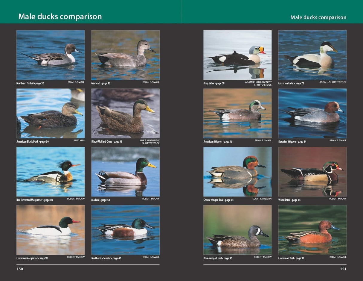 Waterfowl of Eastern North America