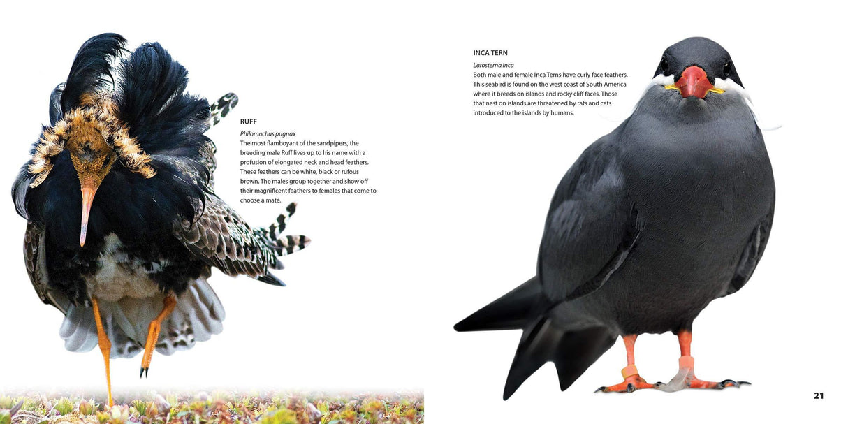 Weird Birds by Chris Early