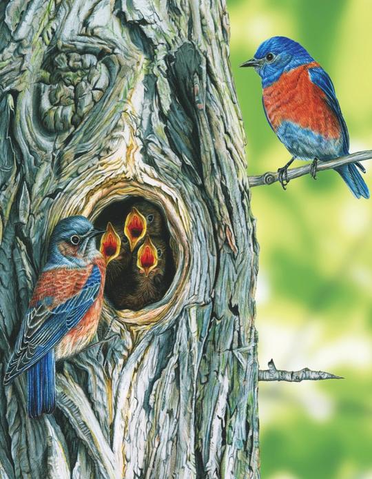 Western Bluebird 100pc Puzzle