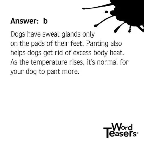 Word Teasers About Dogs