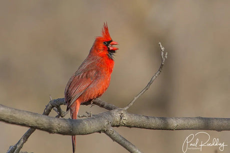How to Attract Northern Cardinals to Your Yard in Three Easy Steps