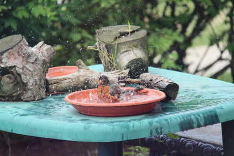 Why I Still Love Summer Birding (And Why Your Birds Need Water Now More Than Ever)