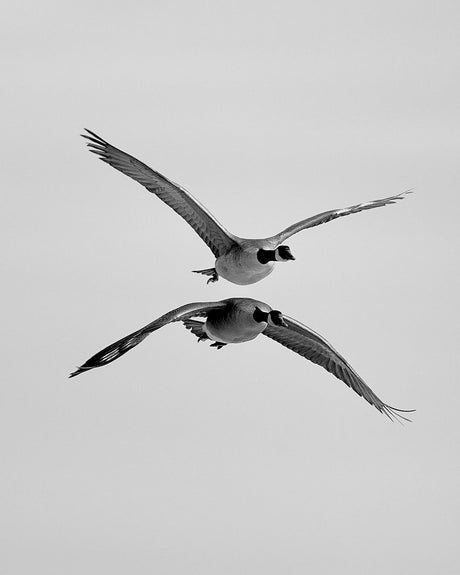 Eh? Those Canadian Geese Didn’t Get the Memo