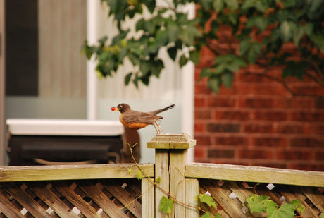 🐦 The Return of the Robin: A True Sign of Spring